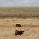 Cattle graze at a farm in Delmas, in Mpumalanga province, South Africa.